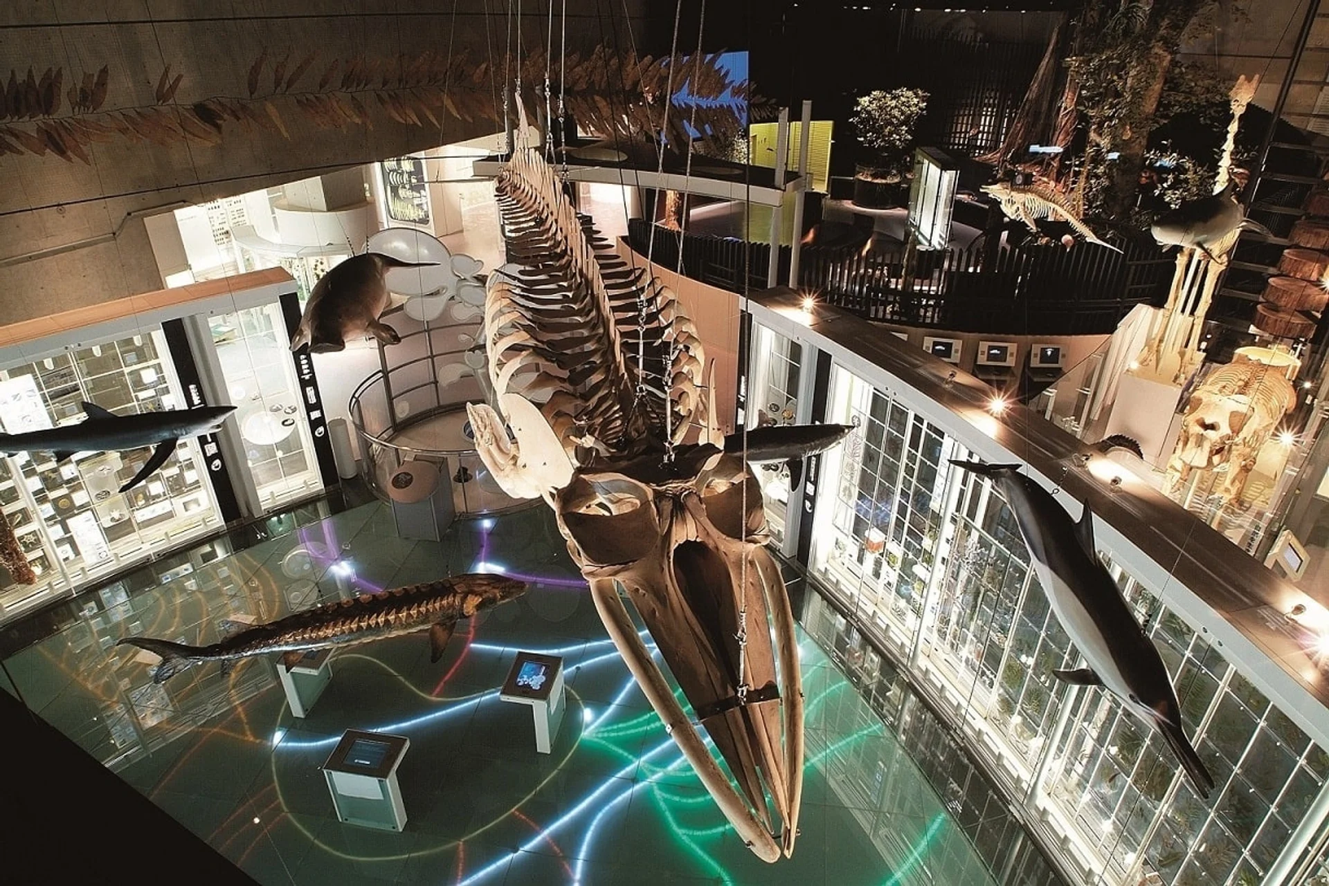 National Museum of Nature and Science