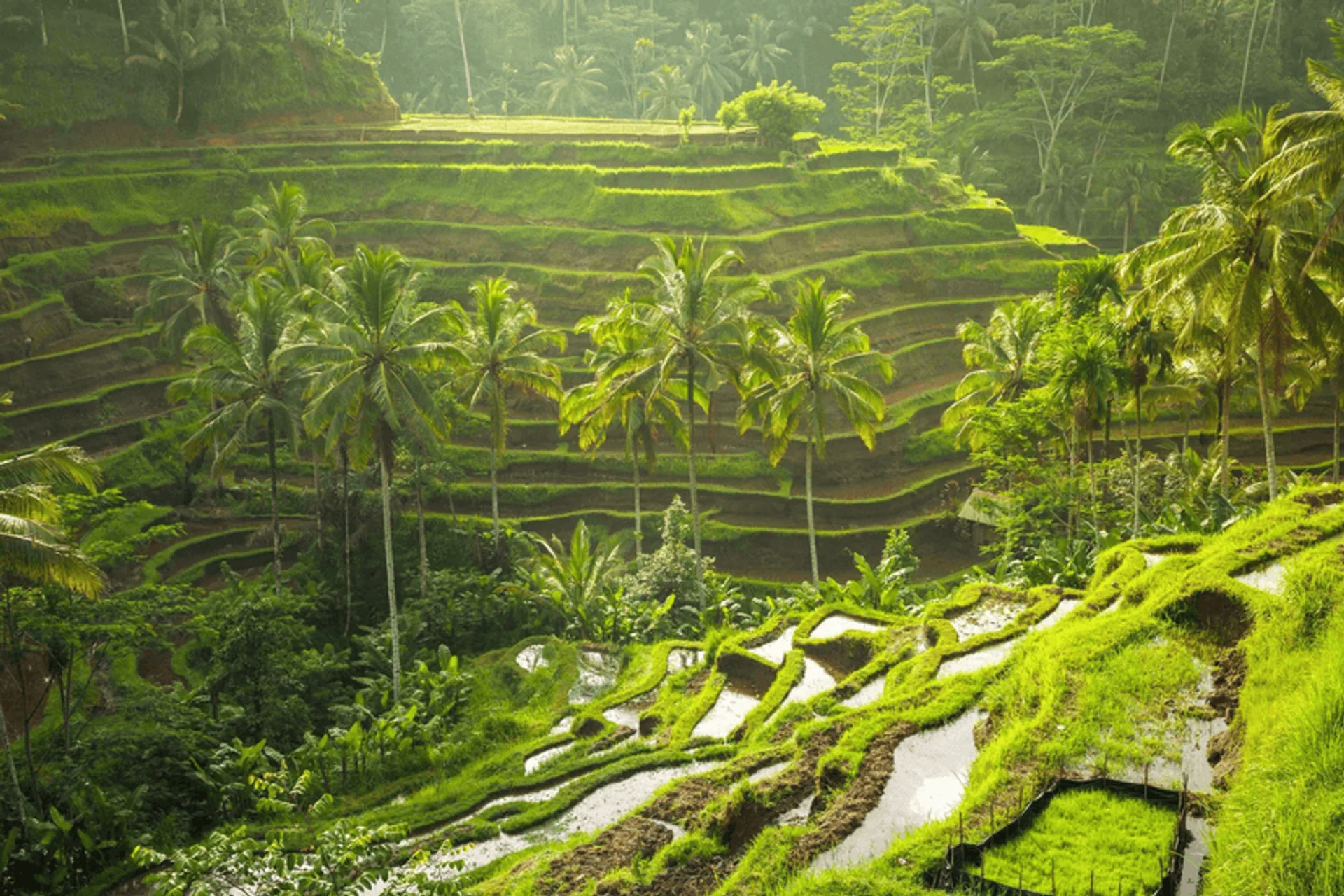 Jatiluwih Rice Terraces