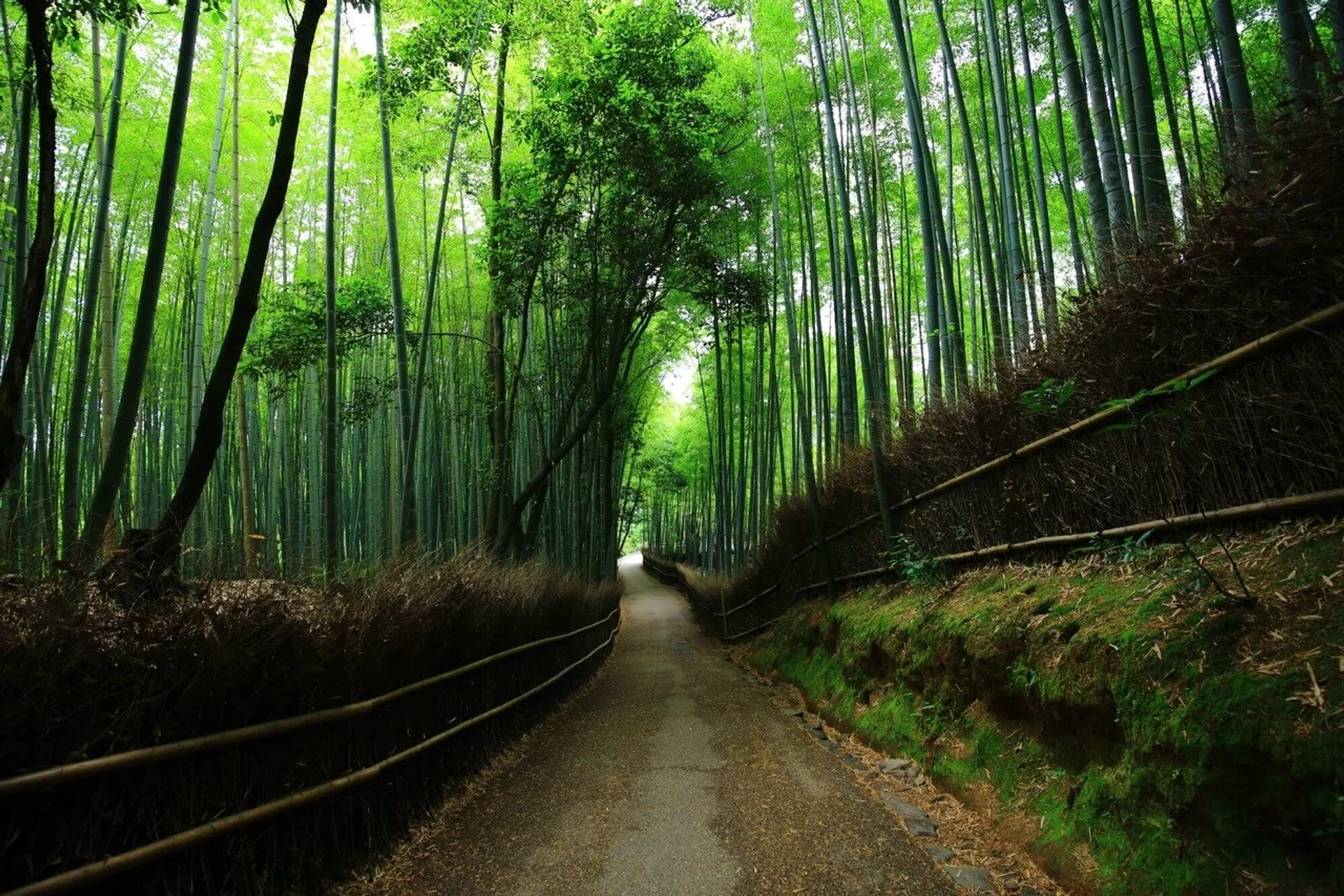 Arashiyama and the Bamboo Grove