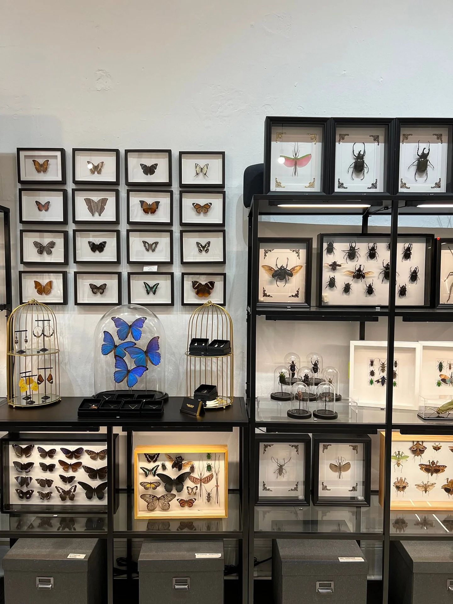 Black Crow Taxidermy & Art